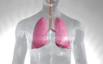 Lungs in the human body